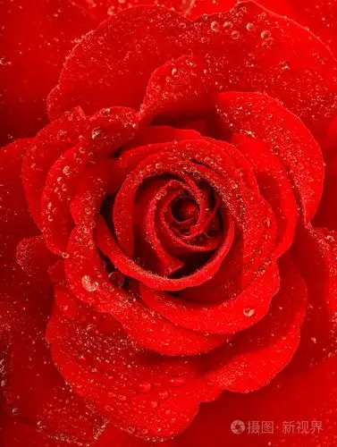 红色玫瑰花水下降.节日问候卡概念