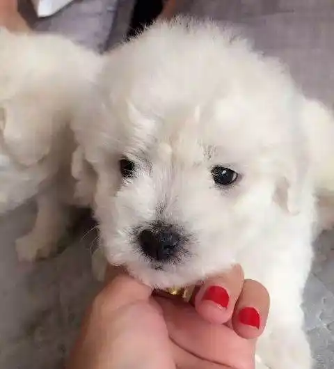 自己的比熊生养的宝宝,个个都很漂亮,棉花糖卷毛,已经满月