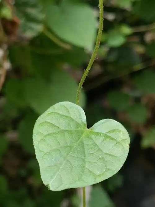牵牛花的初秋(2)
