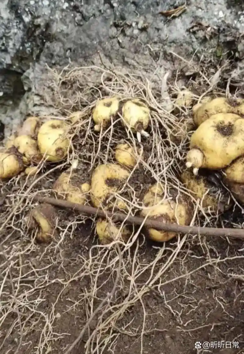 跟你妈在山上挖到的,这个应该是野生土豆吧,也没吃过,看着挺像土豆的