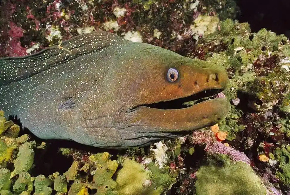 98 油锥海鳗 97来自:三沙海域 97南海最具代表性鱼类, - 抖音