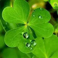 手机微信头像小草图片点击鼠标右键下载