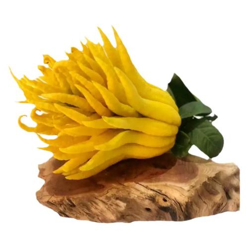 现摘现发金华佛手带枝水养观赏清供佛手柑大佛手瓜水培佛手果新鲜