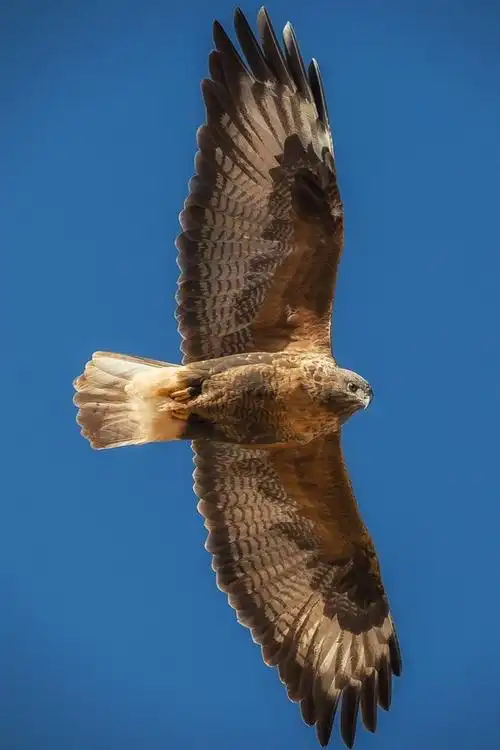 壁纸 老鹰飞行,翅膀,蓝天 1920x1200 hd 高清壁纸, 图片, 照片