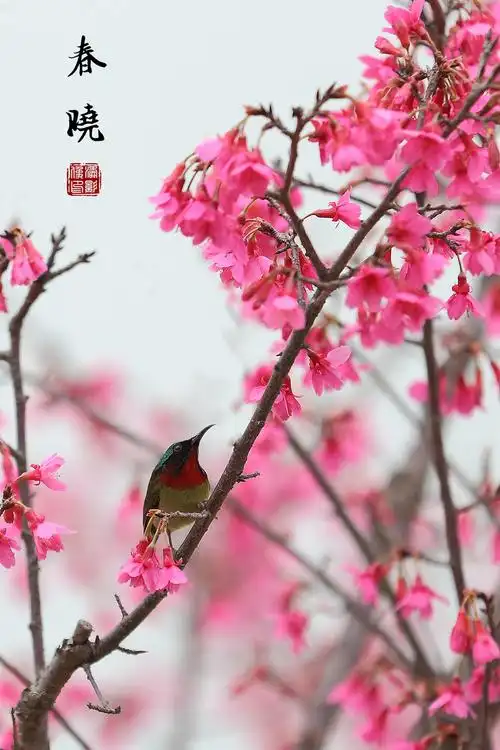 春晓写意——记清远北江河堤樱花