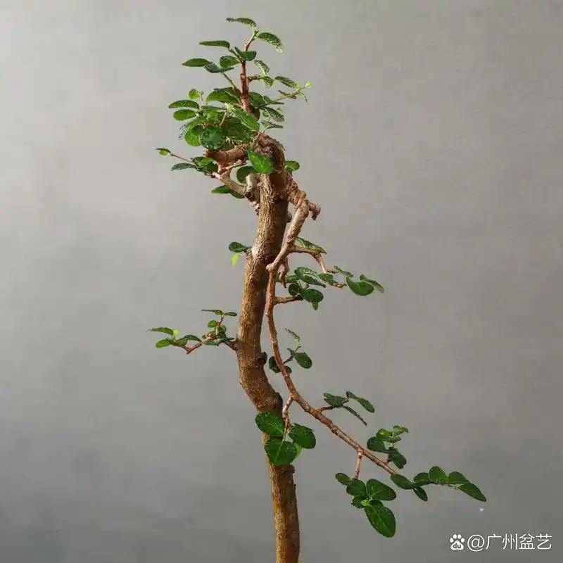 91高杆文人海南博兰,陶瓷盆精美绝伦!