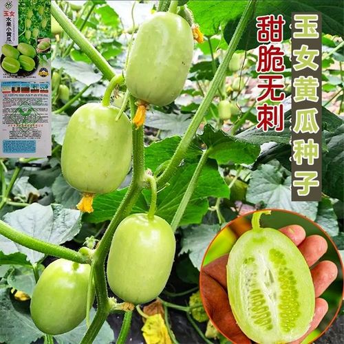 玉女水果黄瓜种子甜脆生吃玉女水果小黄瓜小青瓜袖珍拇指黄瓜春夏
