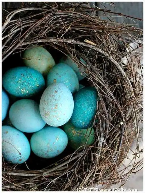 知更鸟知更鸟蛋鸟巢四淡蓝色春天鸡蛋高清图片