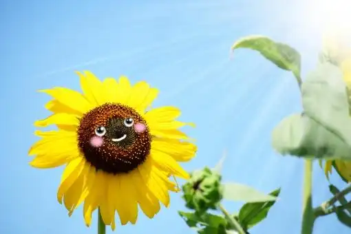 照片素材(图片): 带著微风摇曳的健康向日葵