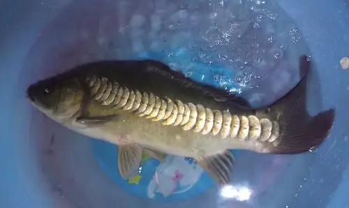 有谁知道这奇怪的鱼~能吃吗?