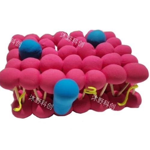 成品 细胞膜的流动镶嵌模型磷脂双分子层模型