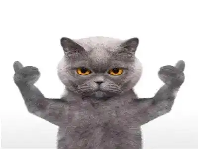 抖音最火的社会猫图片高清 霸道又炫酷啊