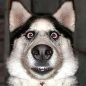 二哈 #哈士奇日常 #搞笑图片 #宠物 - 抖音