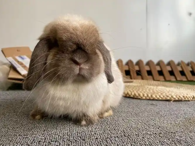 双血白暹罗短毛垂耳兔宠物活体小体兔