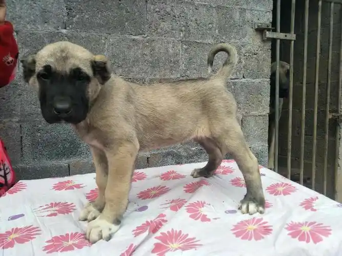 坎高幼犬年前甩卖看的赶紧来机会只有一次