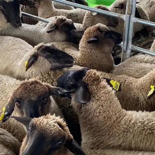 萨福克羊繁殖种羊 黑头黑腿萨福克特点