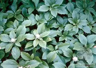 清平调引·生前富贵草头露