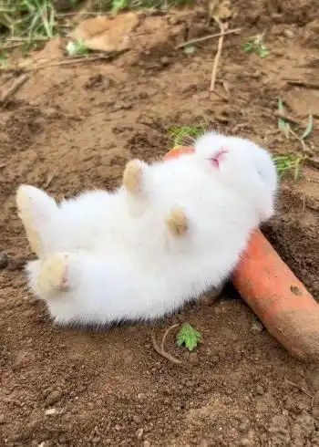 怎么叫醒一只睡觉的小兔子