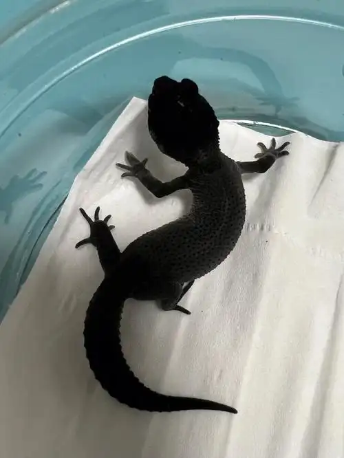 给这个小黑胖子找家咯#豹纹守宫黑夜  #守宫  #豹纹守宫 #我家宠物好
