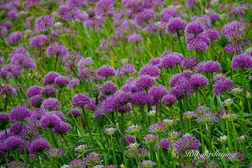 每到九月韭菜花开的季节 漫山遍野的浪漫紫色让人心旷神怡 三上韭菜坪