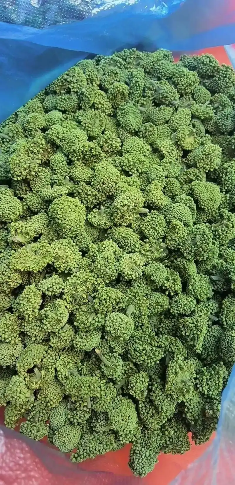 上热门 哈哈哈哈云南丽江大山深处野生三七花 每年一度最好三 - 抖音