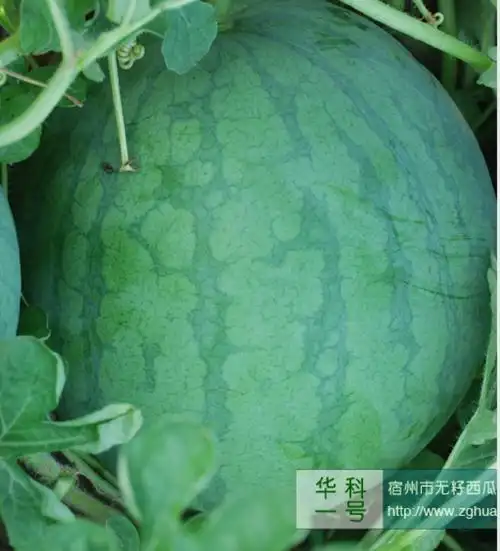 华科新一号,花皮无籽西瓜