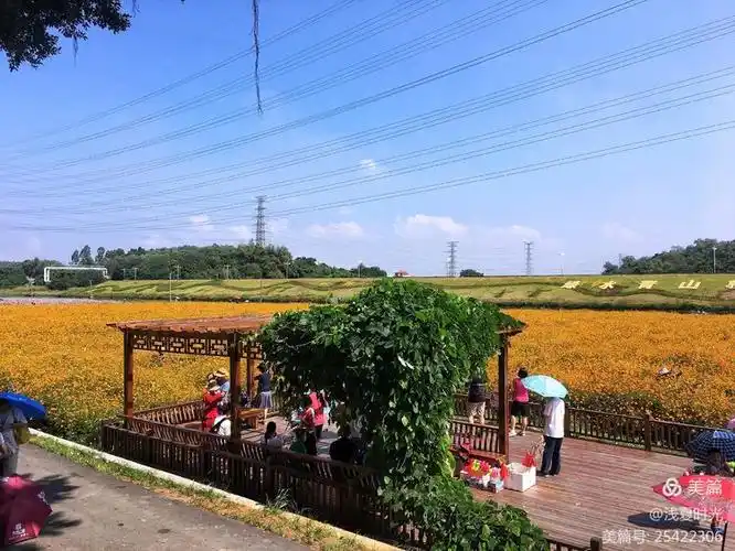 三水白坭沙围村花开美如画