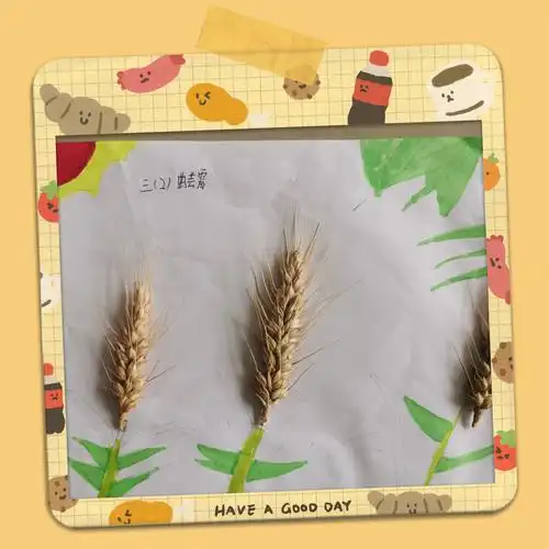 收获美好,播种希望. ——夏邱镇中心小学玩美二十四节气之"芒种"