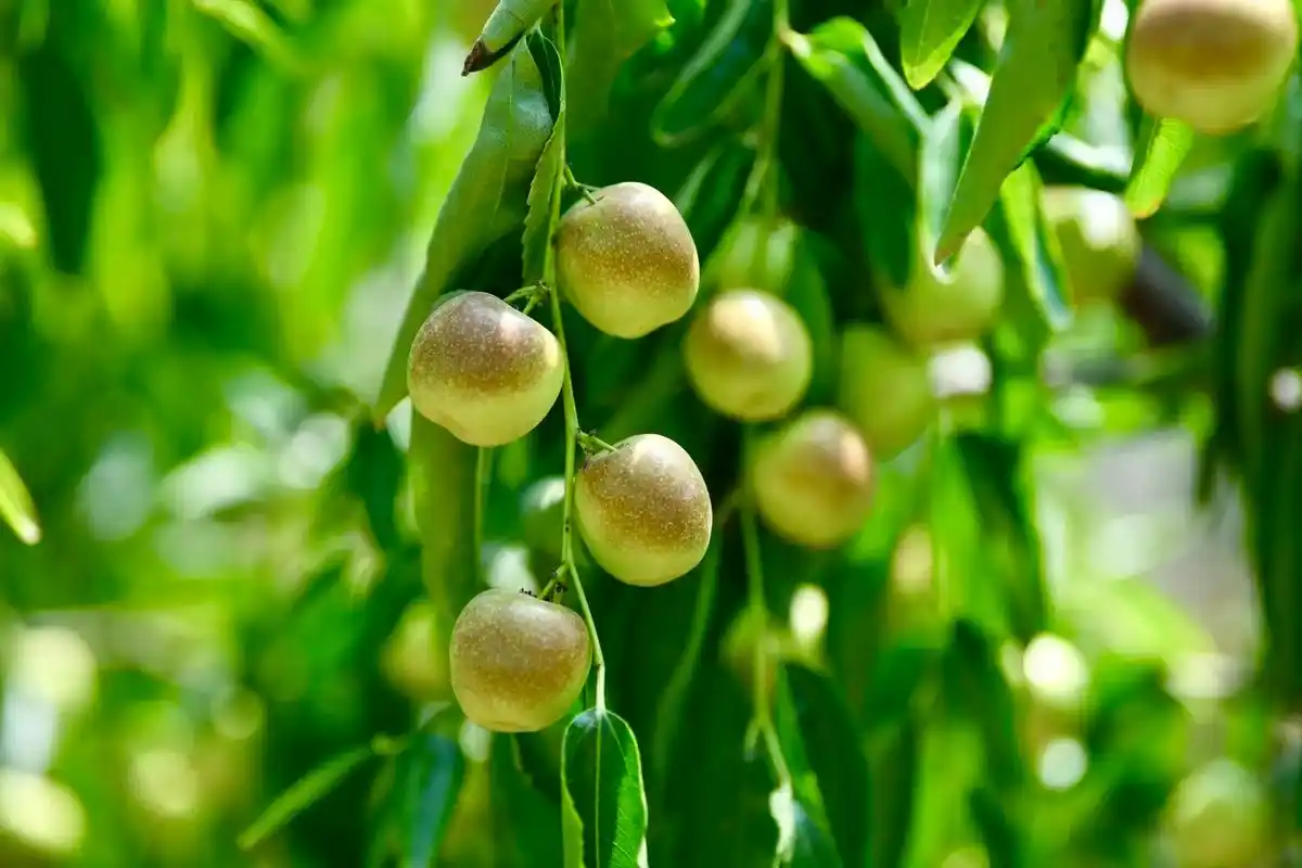 大荔冬枣.大荔冬枣,陕西省渭南市大荔县特产,全国农产品地理标 - 抖音