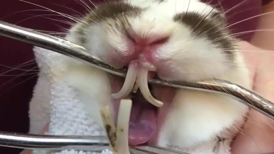 兔子急了会咬人是真的吗镜头记录全过程!