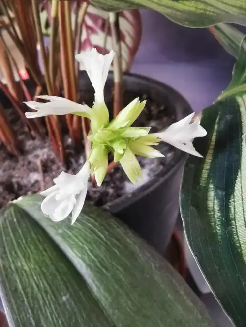 开花  #孔雀竹芋  #鲜花分享