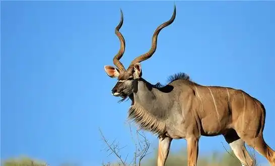 世界上最大的羊,体长3.5米,体重1000公斤,比牛个头都|