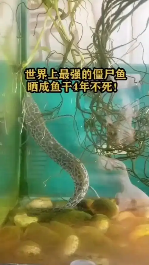 世界上最强的"僵尸鱼"!