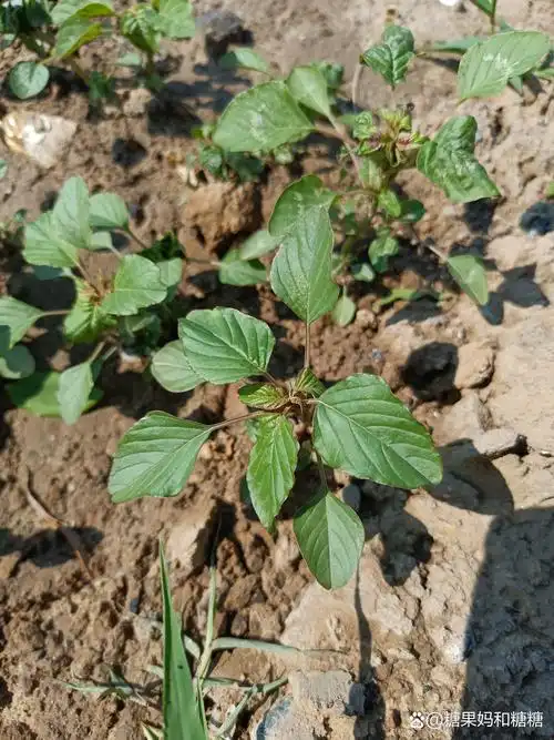 热点引擎计划#  苋菜和野苋菜有这些区别:   - 【叶片形态】:苋菜的