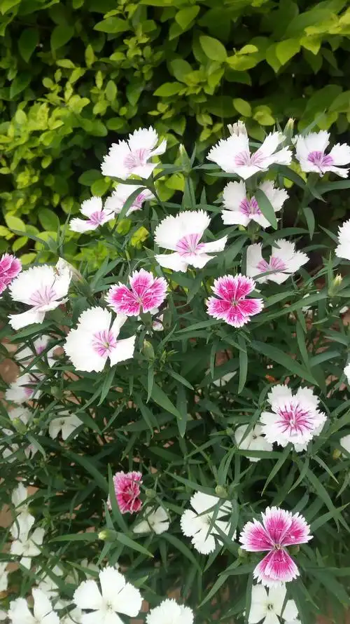 艺寳斋主人——院中的各种花草剪影