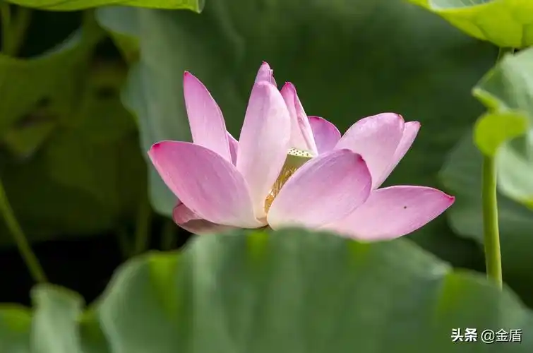 夏日荷花绽放,闻着清香淡雅的花香其乐无穷