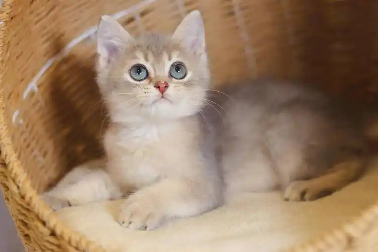 英短蓝金渐层元气男孩可上门看猫