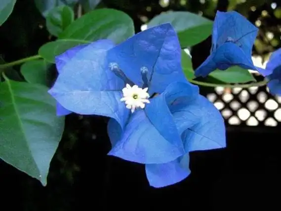 有蓝色三角梅吗蓝色三角梅怎么养