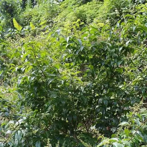 凯史甘斯贵州特产余庆小叶苦丁茶野生简散装茶50g500克新茶小叶茶250