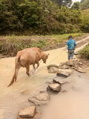 你有农村放牛的童年吗?幸运或者不幸,全是心态!