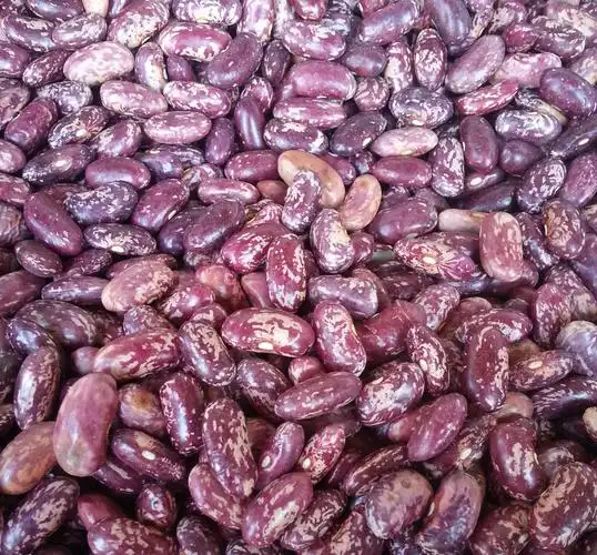 wholesale high quality light speckled kidney beans
