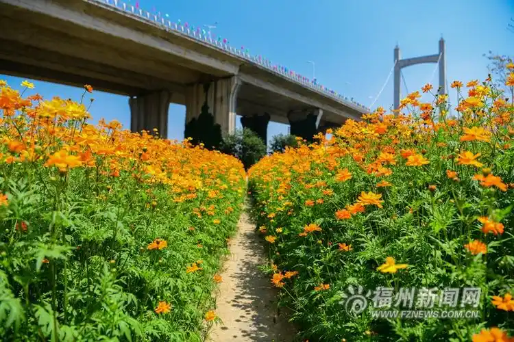 福州花海公园波斯菊盛开面积超6万平方米