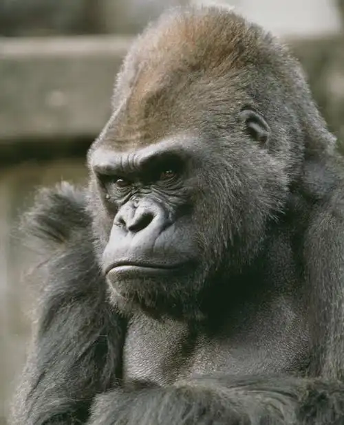 光线,影子,注视,阳光,动物,观察,看,观看,察看,关注,大猩猩,金刚猩猩