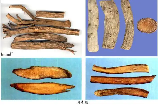 性温,味辛甘,医目瞀,自盗汗,功多祛风利湿,其他和怀牛膝相同.