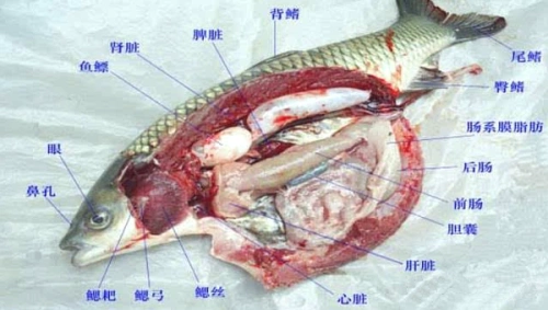 草鱼结构解剖图