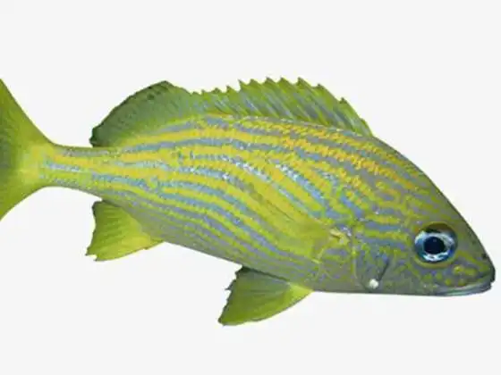 黄金条鱼的饲养注意事项