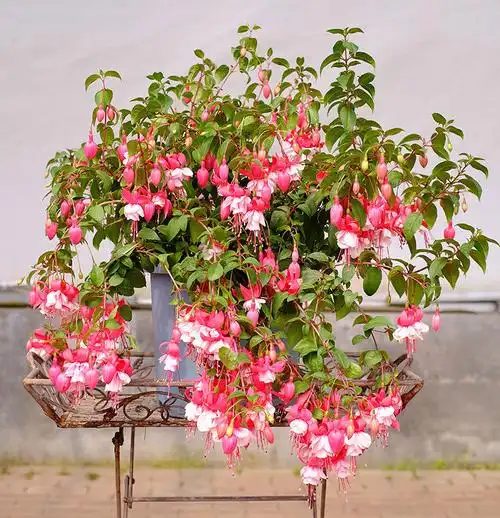 重瓣倒挂金钟花种籽四季植物种子宝莲灯室内外吊兰灯笼花种子 白圣洁