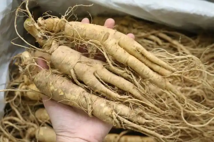 秋季进补之鲜人参