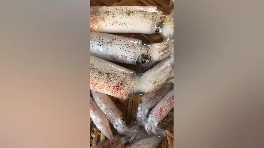 带大家看看活的鱿鱼,小黑点 一闪一闪