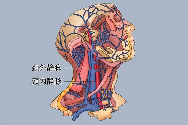 颈内静脉解剖图